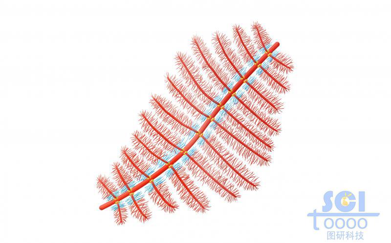 蛋白多糖聚集體