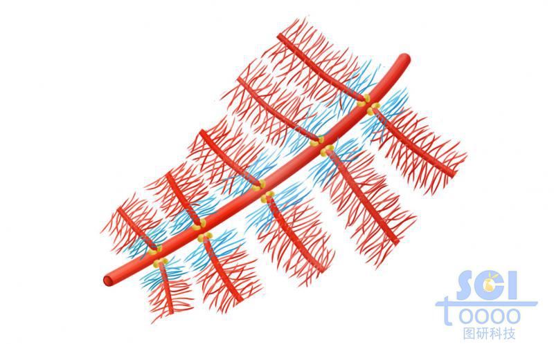 蛋白多糖聚集體