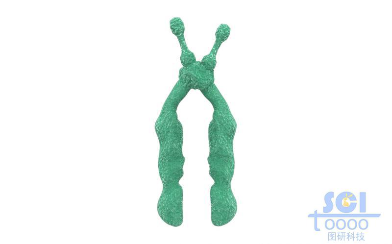 染色體結(jié)構(gòu)