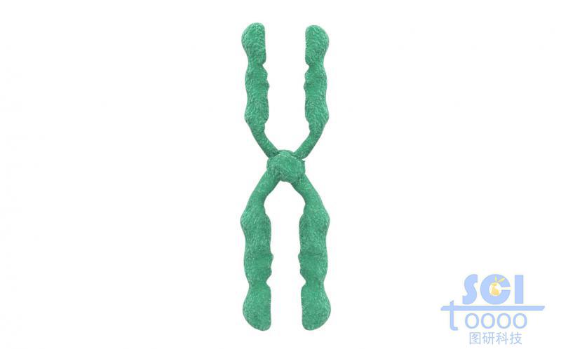 染色體結(jié)構(gòu)