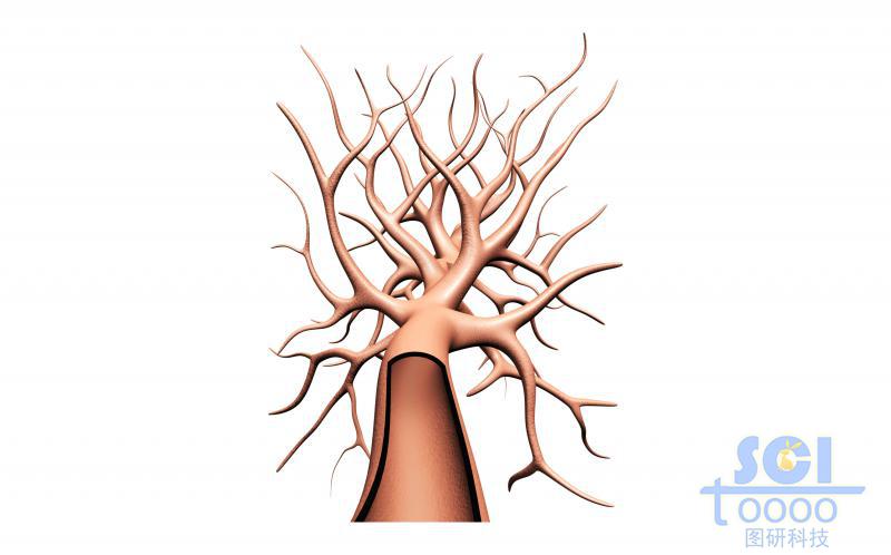 帶切口帶毛細(xì)血管分支的血管結(jié)構(gòu)