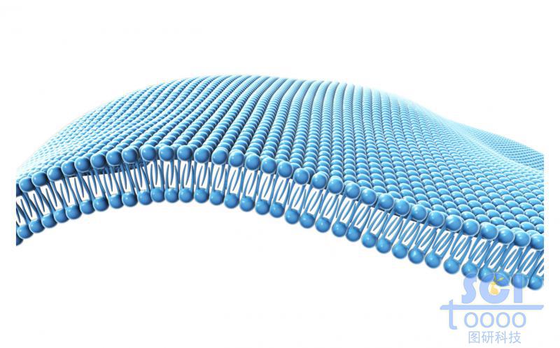 磷脂雙分子層/細(xì)胞膜