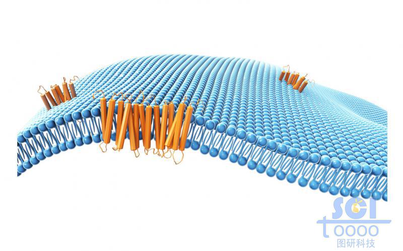 帶跨膜蛋白的磷脂雙分子層/細(xì)胞膜