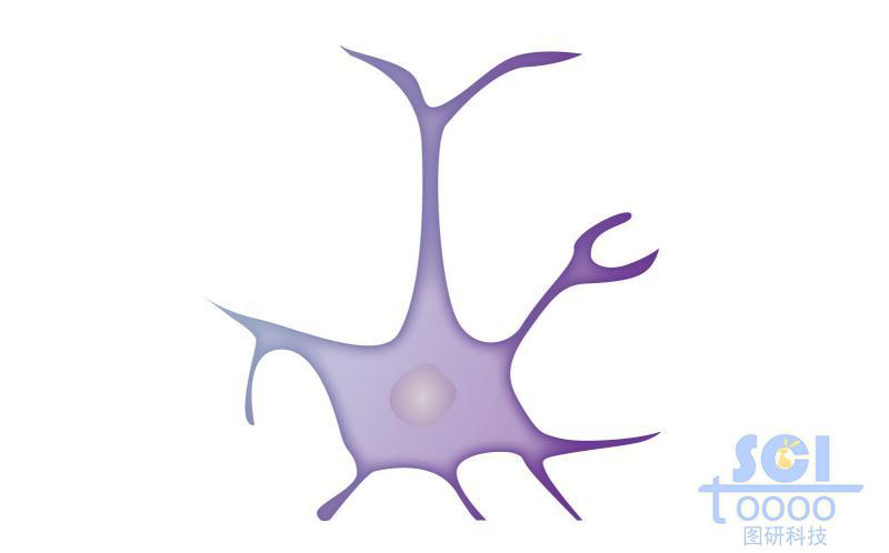 帶突觸/化學(xué)突觸的細(xì)胞
