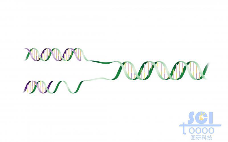 帶堿基對(duì)的半解旋的DNA雙螺旋鏈