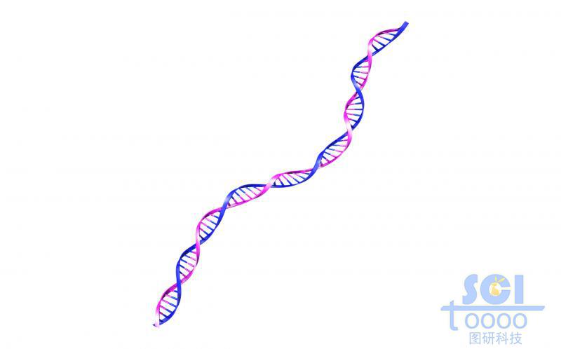 帶堿基對(duì)的DNA雙螺旋鏈