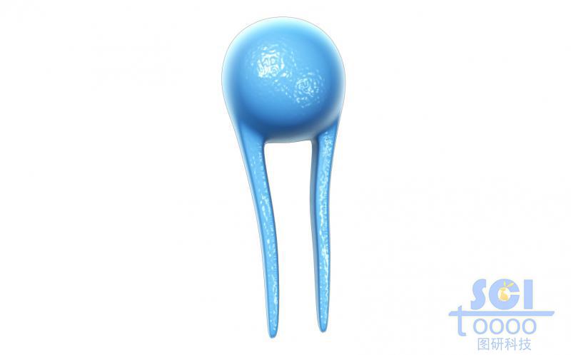 單個(gè)磷脂分子