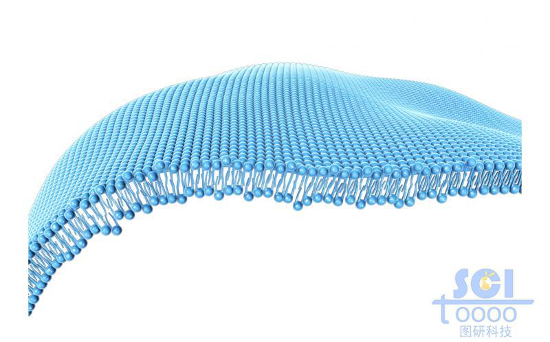 磷脂雙分子層/細(xì)胞膜