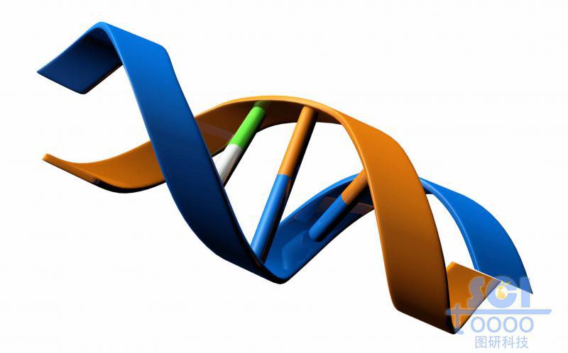帶堿基對(duì)的DNA雙螺旋鏈