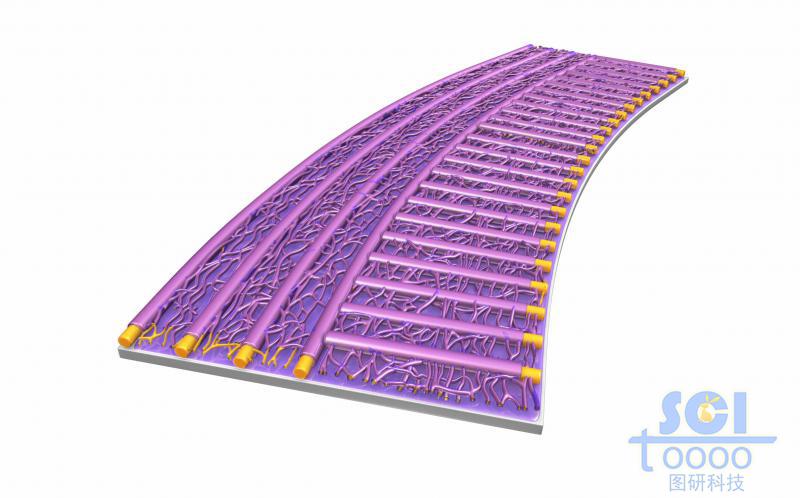 高分子鏈段堆積形成的兩種排布不同的疏水膜