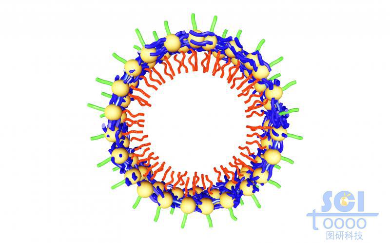 高分子鏈段向心團(tuán)聚平面/切面/剖面示意圖