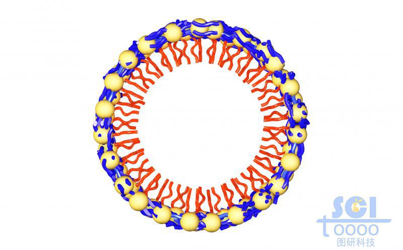 高分子鏈段向心團(tuán)聚平面/切面/剖面示意圖