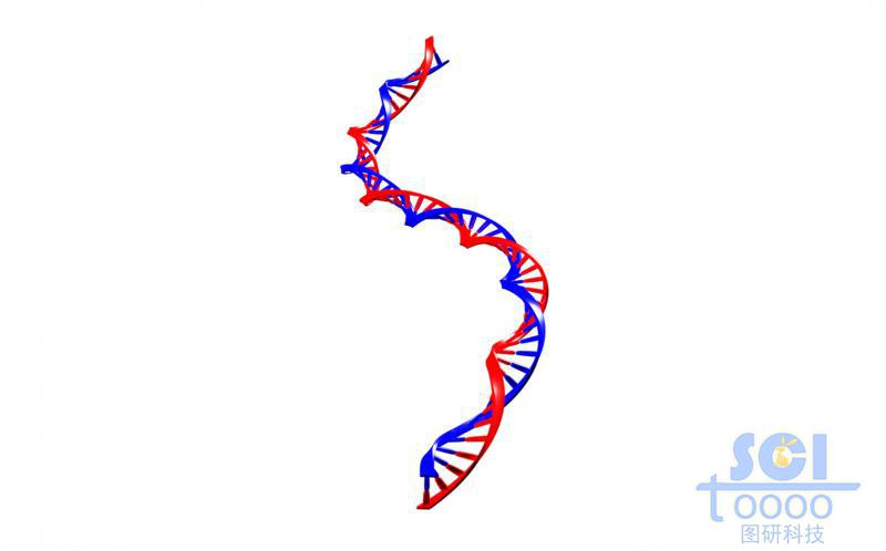 帶堿基對(duì)的DNA雙螺旋鏈