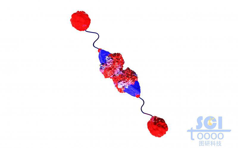 加了配體的蛋白結(jié)構(gòu)