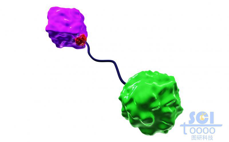 加了配體的蛋白結(jié)構(gòu)