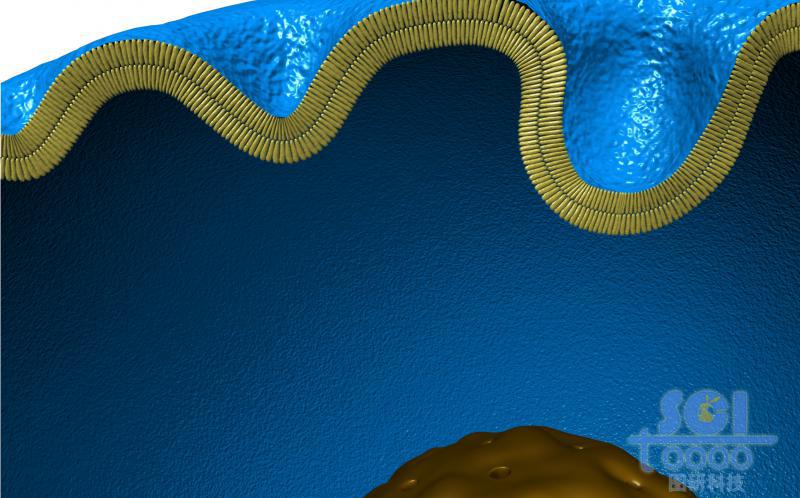 帶內(nèi)吞口的細(xì)胞膜結(jié)構(gòu)