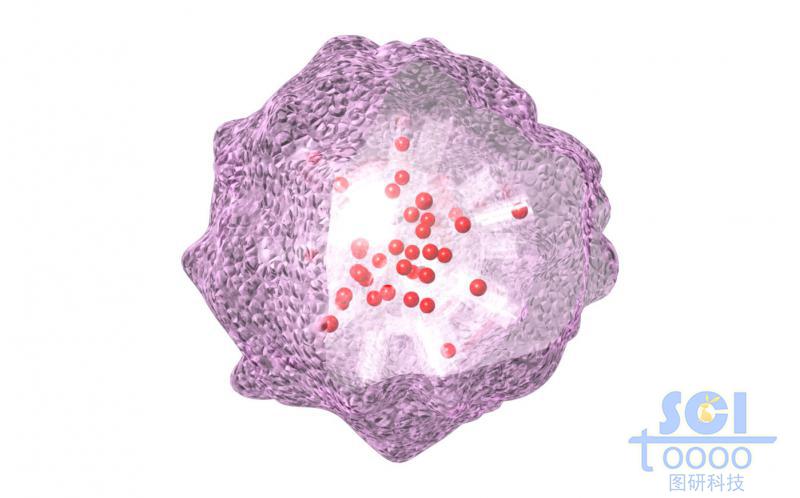 表面有免疫細(xì)胞偽裝層的納米藥物