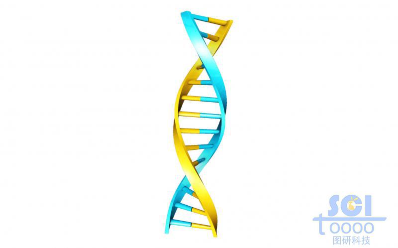 帶堿基對(duì)的DNA雙螺旋鏈