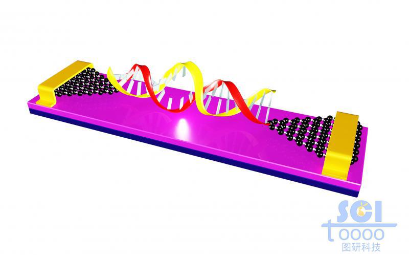 石墨烯基分子器件與雙鏈DNA