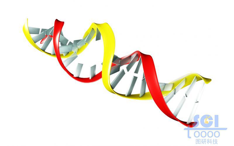 帶堿基對(duì)的DNA雙螺旋鏈