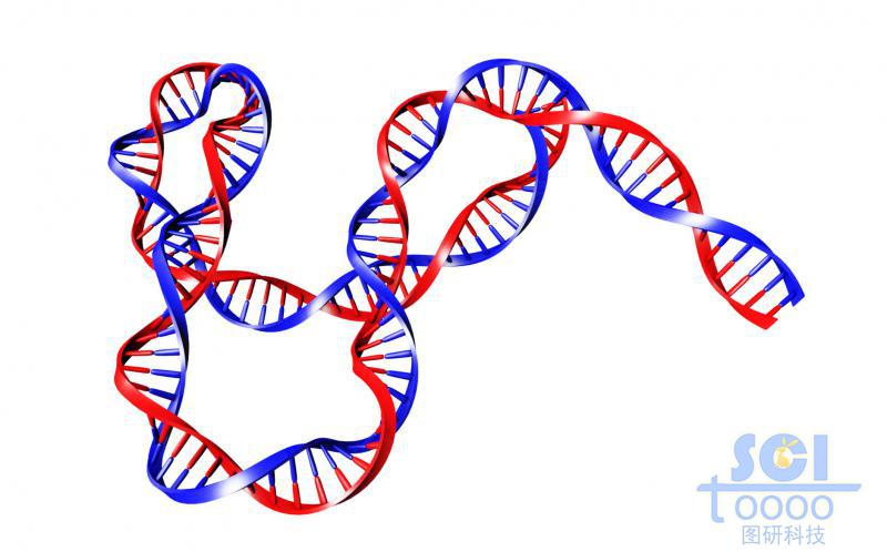 帶堿基對(duì)的DNA雙螺旋鏈