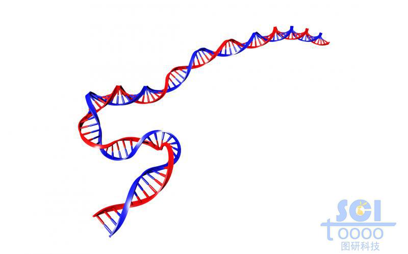 帶堿基對(duì)的DNA雙螺旋鏈