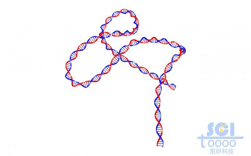 帶堿基對的DNA雙螺旋鏈