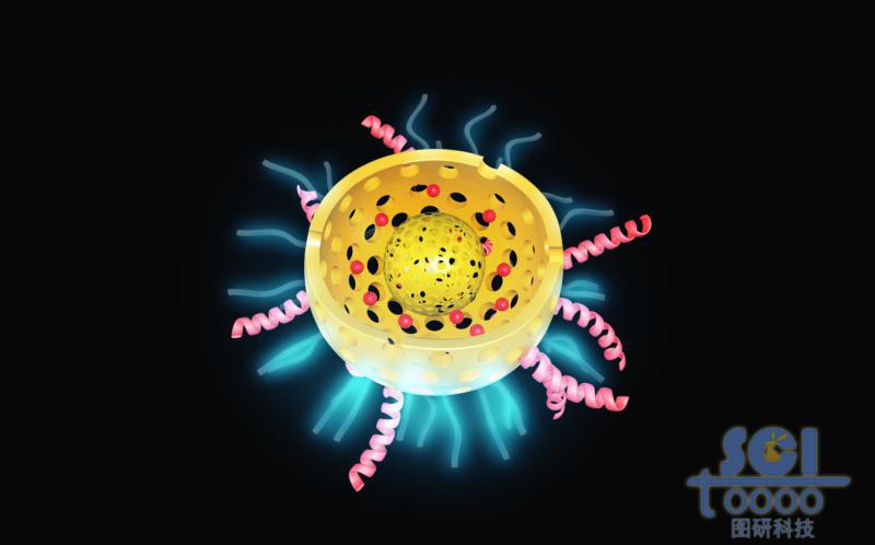 帶二分之一切口的雙層介孔球/硅球/納米顆?？椎纼?nèi)含藥物DOX外修飾肽鏈/星形結(jié)構(gòu)分子