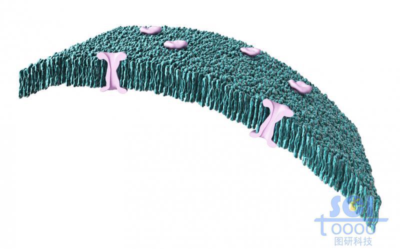 帶通道蛋白的細(xì)胞膜