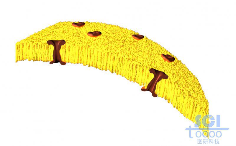 帶通道蛋白的細(xì)胞膜