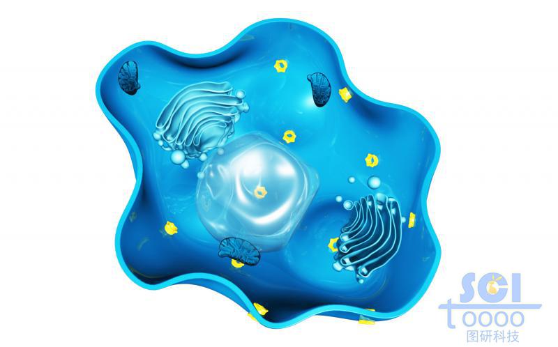 帶細(xì)胞核高爾基體線粒體的半切面細(xì)胞