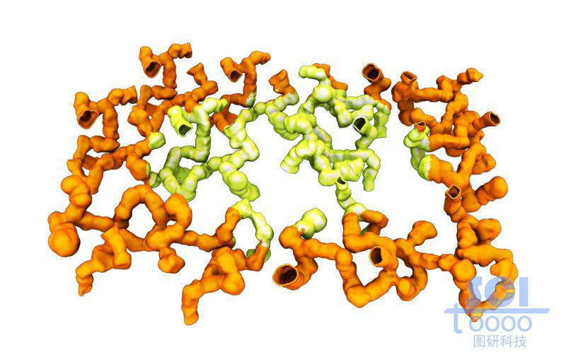珊瑚狀高分子聚合物形成的網(wǎng)狀結構