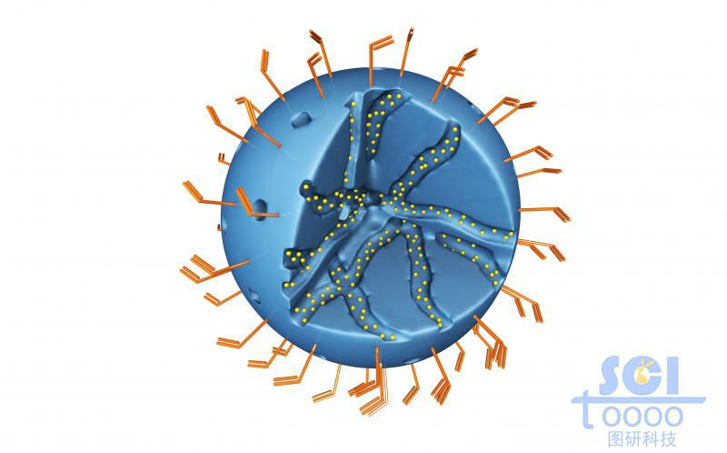 內(nèi)部呈隧道莊多孔的實心球外部和表面均修飾高分子結構