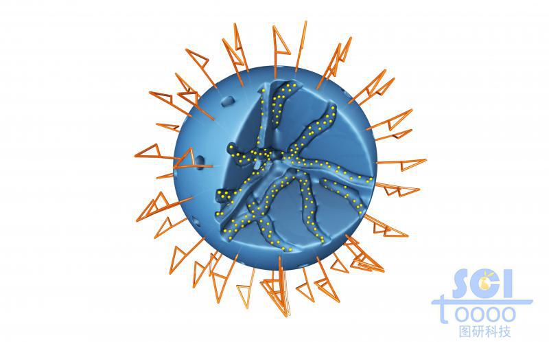 內(nèi)部呈隧道莊多孔的實心球外部和表面均修飾高分子結構