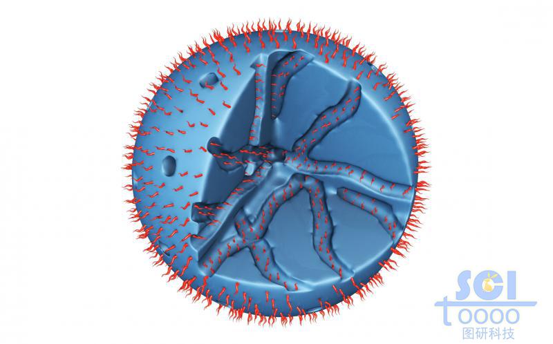 內(nèi)部呈隧道莊多孔的實心球外部和表面均修飾高分子結構