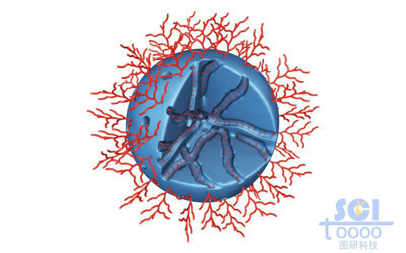 內(nèi)部呈隧道莊多孔的實心球外部和表面均修飾高分子結構
