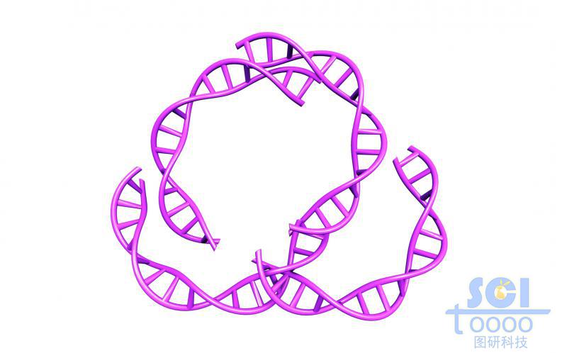 DNA雙螺旋結(jié)構(gòu)