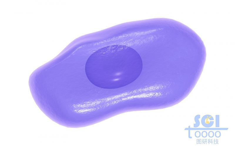 帶細(xì)胞核的細(xì)胞單體