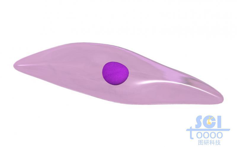 帶細(xì)胞核的細(xì)胞單體