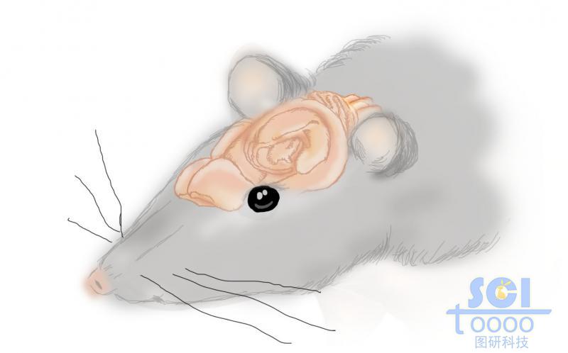 灰鼠及大腦結(jié)構(gòu)