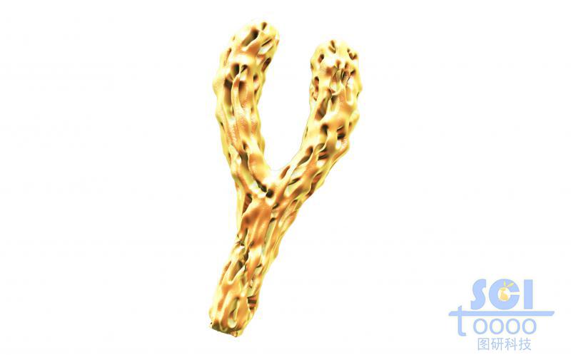 抗體結(jié)構(gòu)