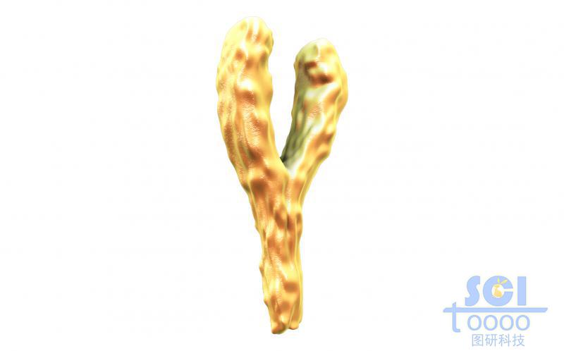 抗體結(jié)構(gòu)