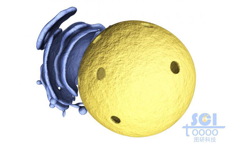 細(xì)胞核與內(nèi)質(zhì)網(wǎng)