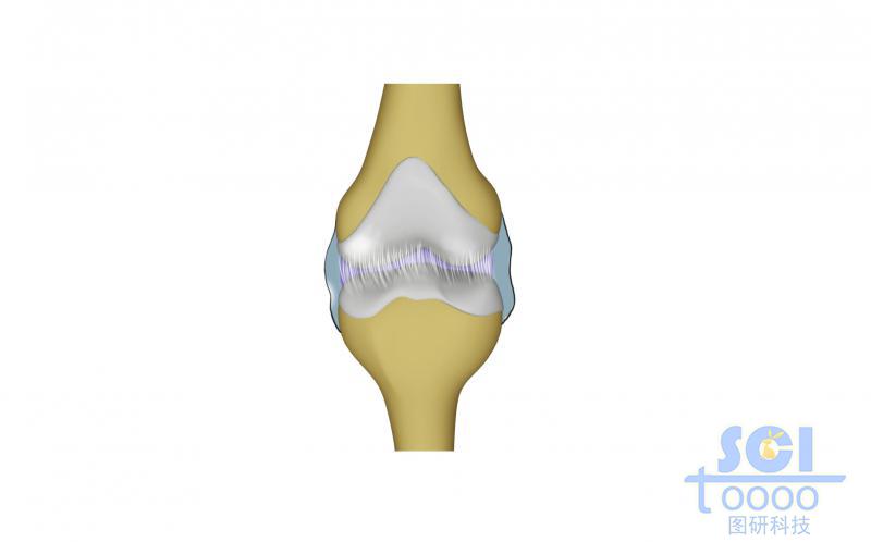 膝關(guān)節(jié)及軟骨