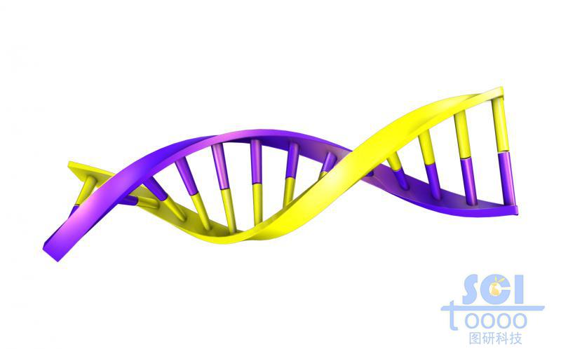 帶堿基對的DNA雙螺旋鏈