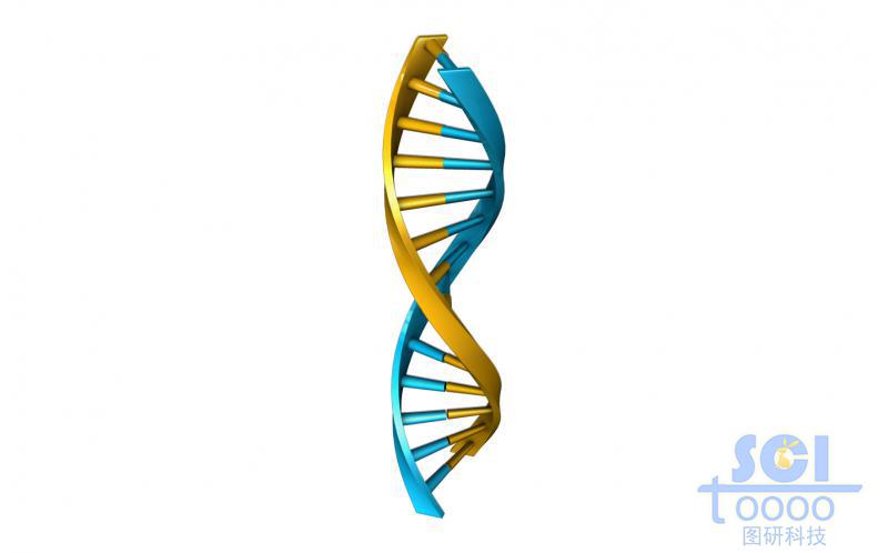 帶堿基對的DNA雙螺旋鏈