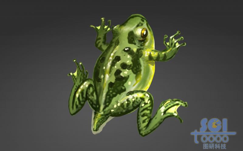 進化過程中的青蛙