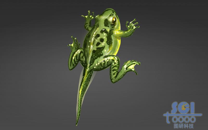 進化過程中的青蛙