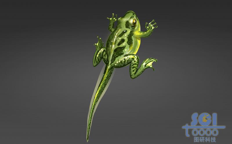 進化過程中的青蛙