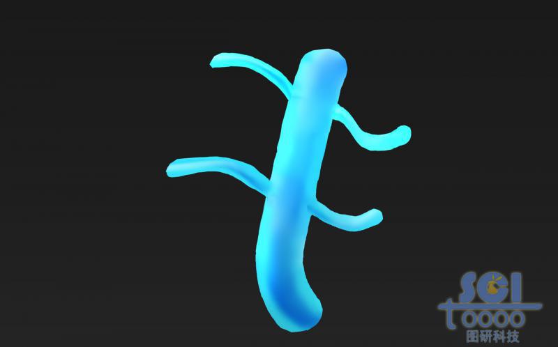 蛋白聚糖結(jié)構(gòu)